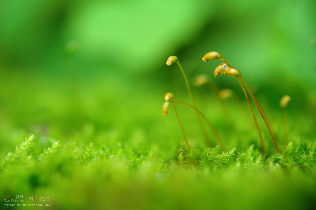 微距苔藓索尼r1