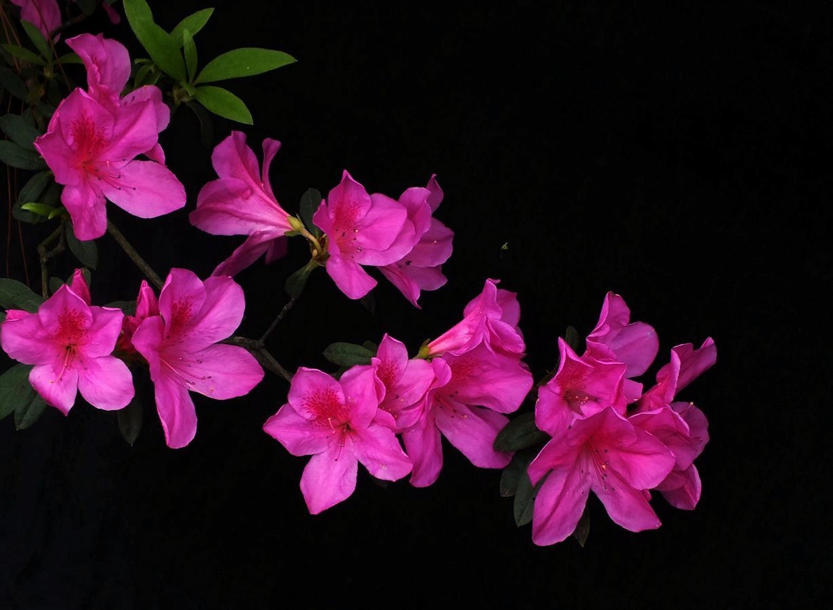 杜鹃花16