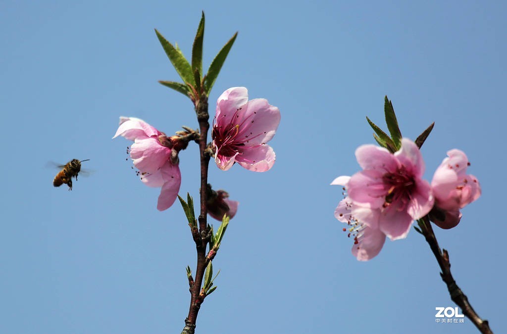 早春的桃花