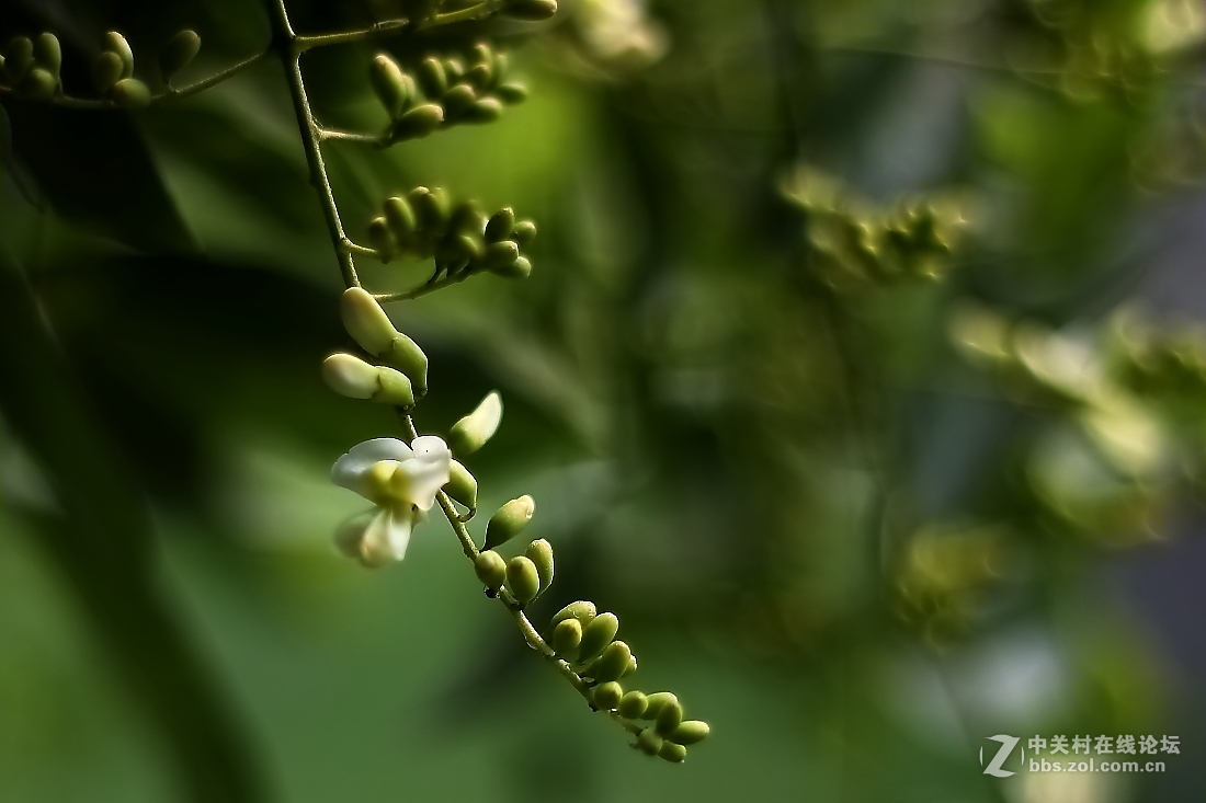 龙爪槐花