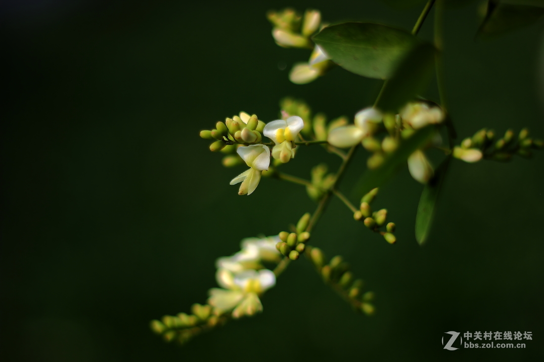 龙爪槐花