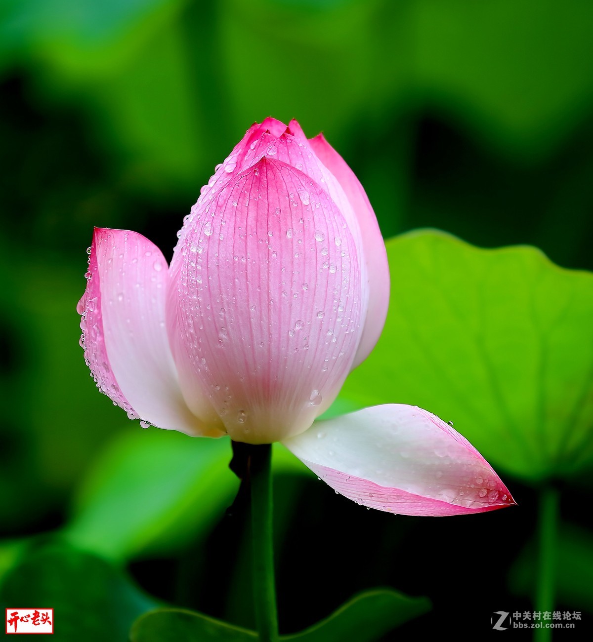 雨露滋润含苞待放