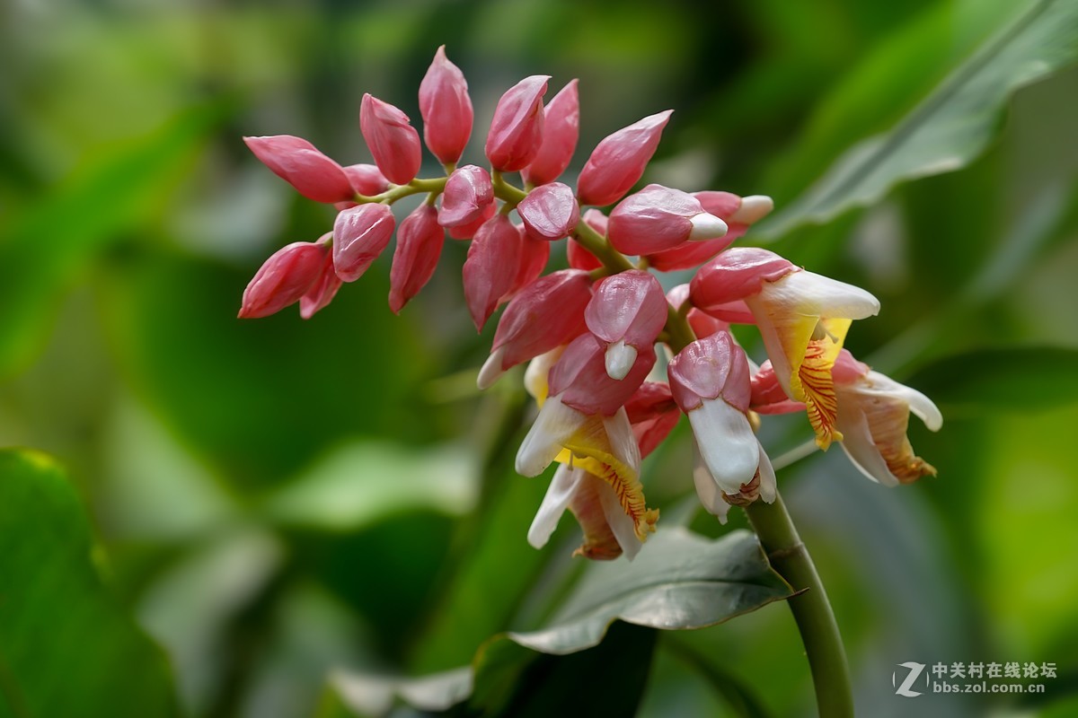山姜花