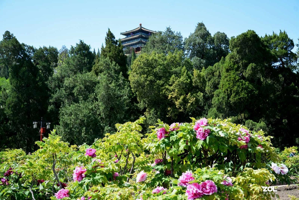 北京景山公园牡丹花