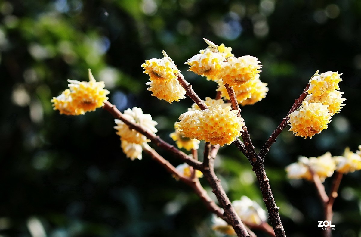 结香花20.