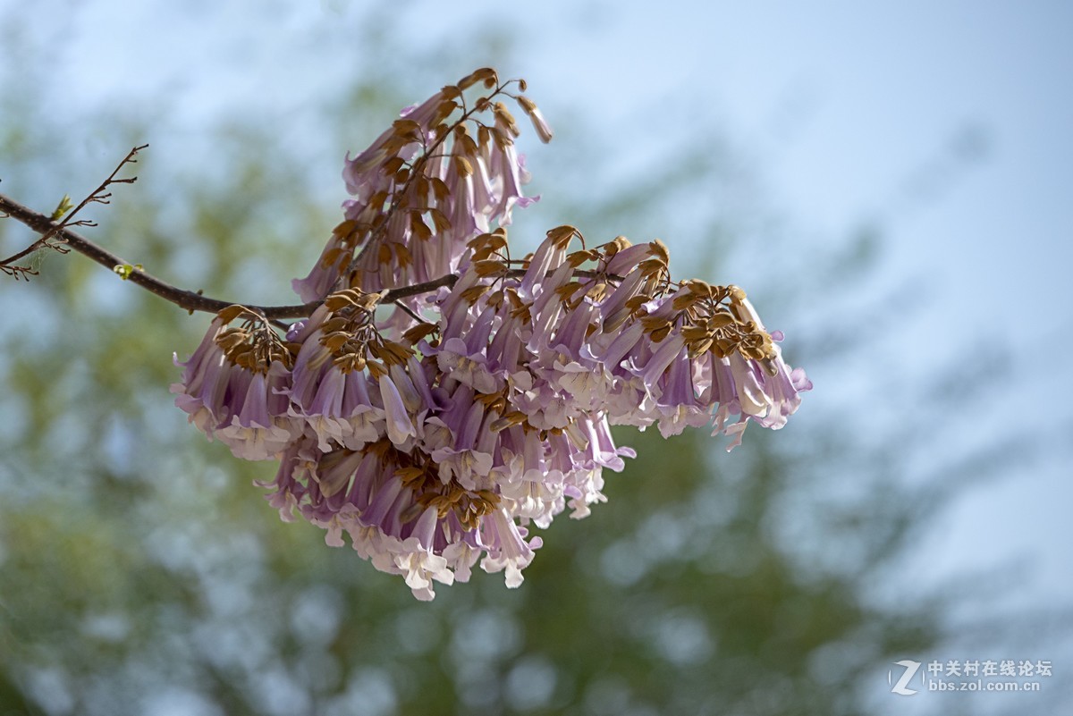 泡桐花