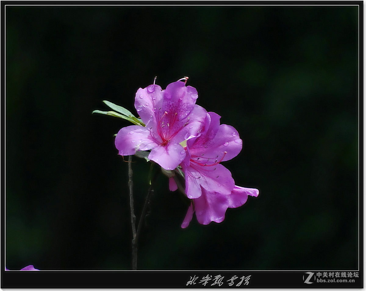 杜鹃花索尼长焦作品