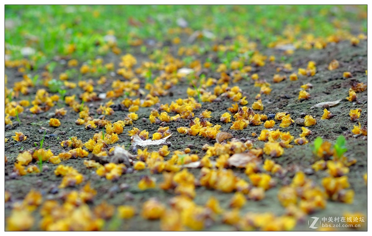 花开花落花满地