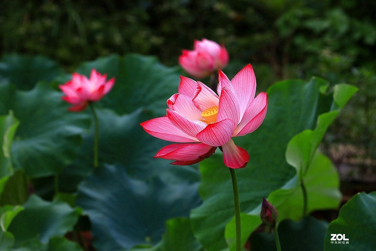 荷花七