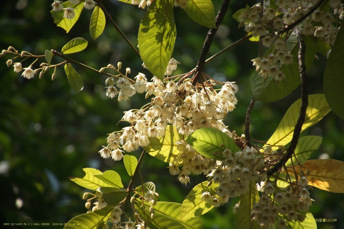 杜英花