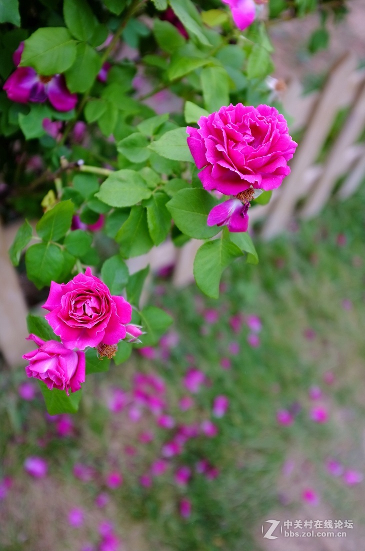 紫色蔷薇花