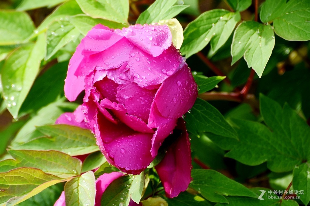 雨后牡丹花更娇