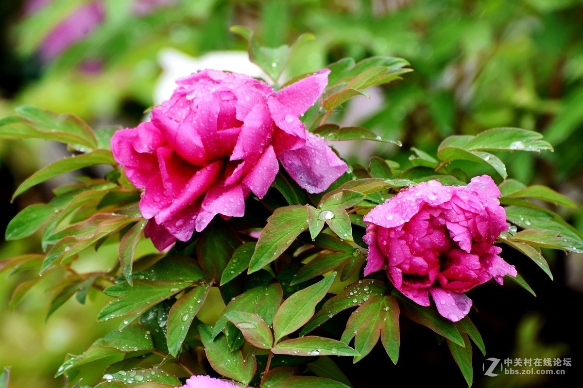 雨后牡丹花更娇