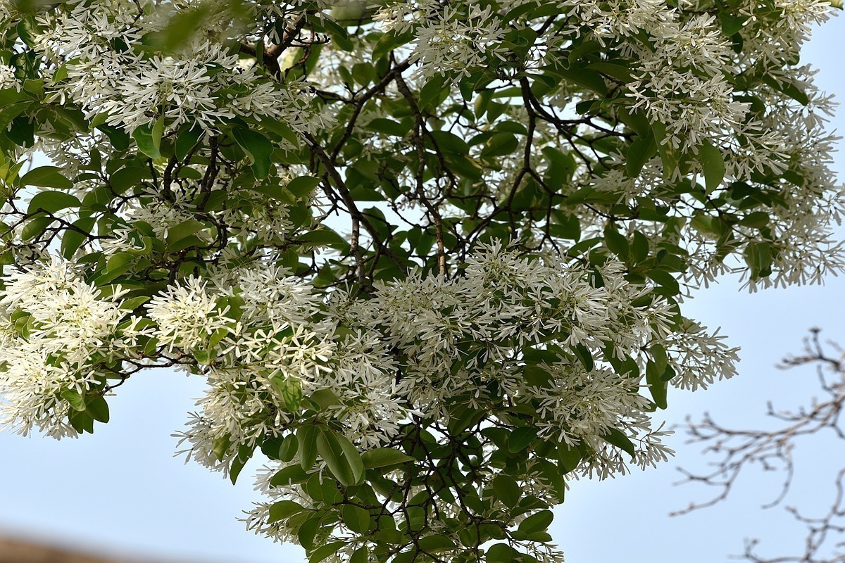 济南钢城区状元沟村千年流苏树花期盛开