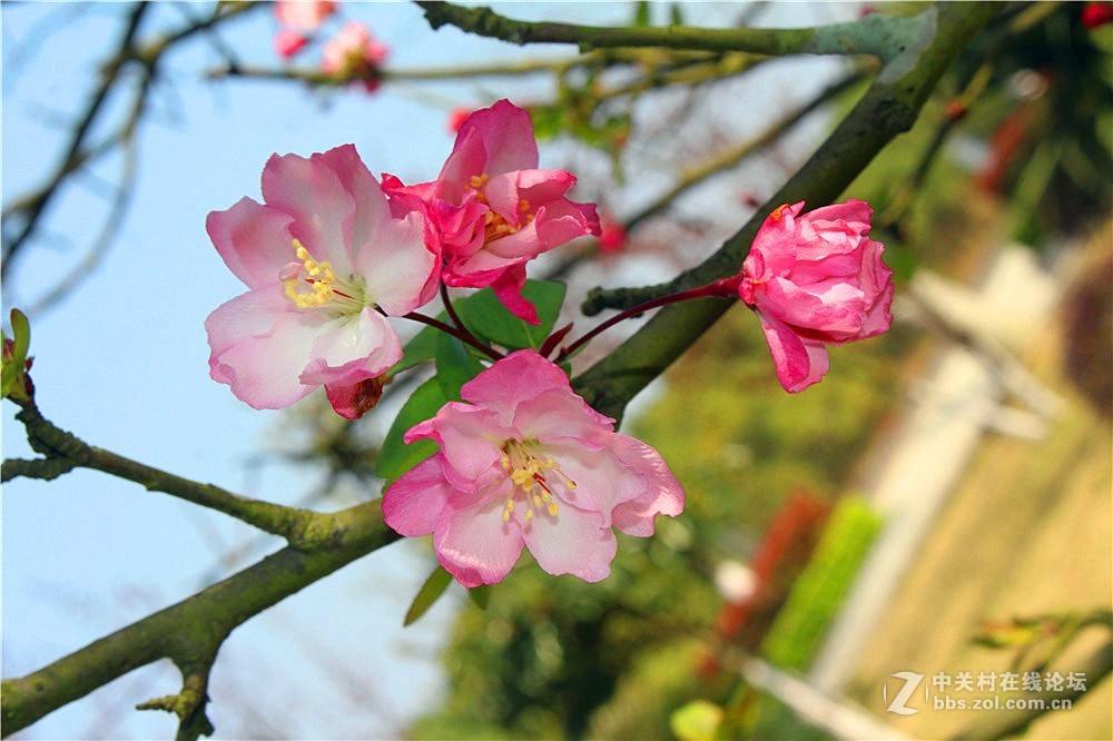 随拍小海棠花