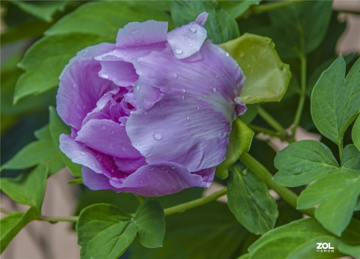 雨后牡丹花