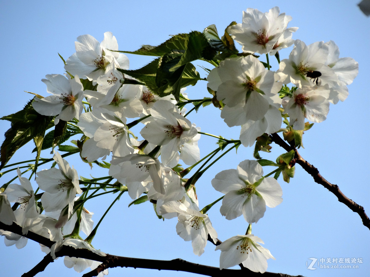 杨浦公园迎春赏樱花