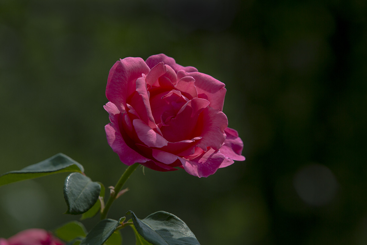 盛泽湖边月季花