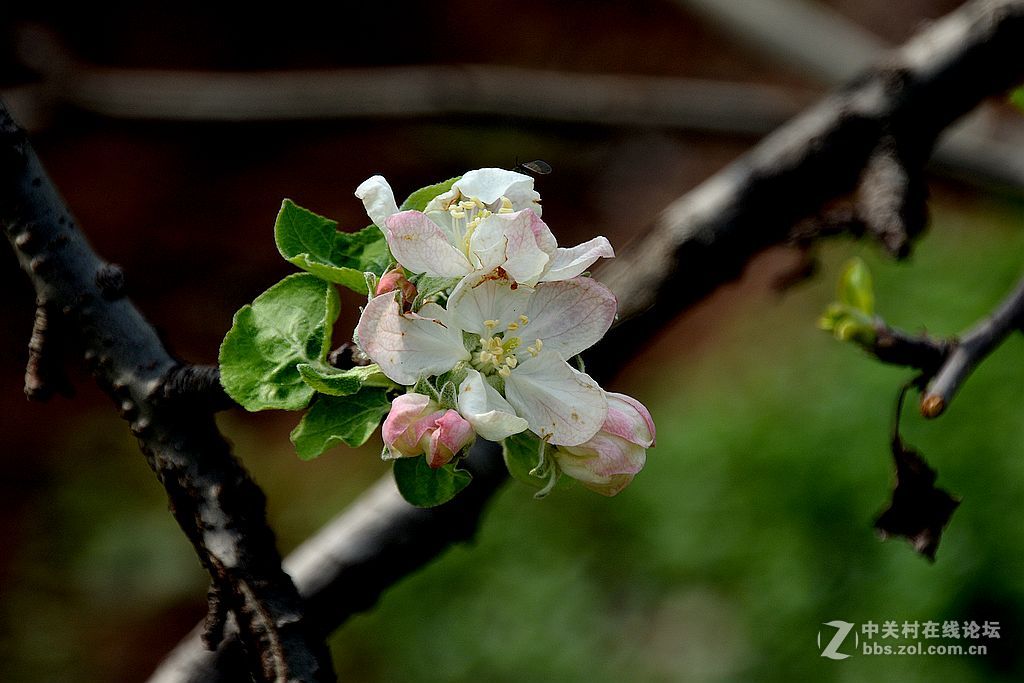 沙果花