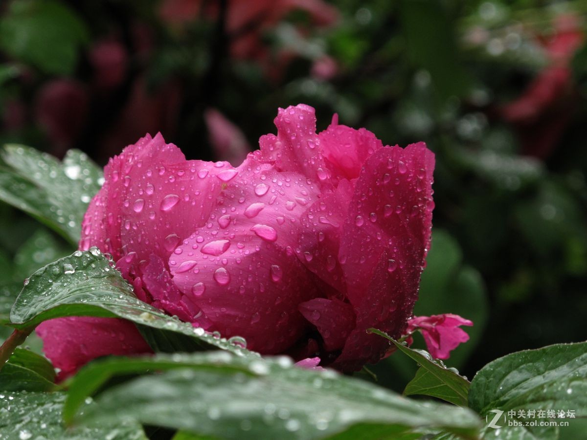 雨后牡丹