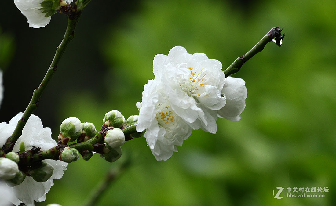 清明