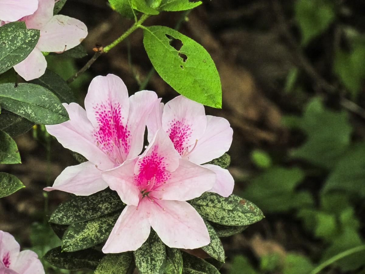 杜鹃花