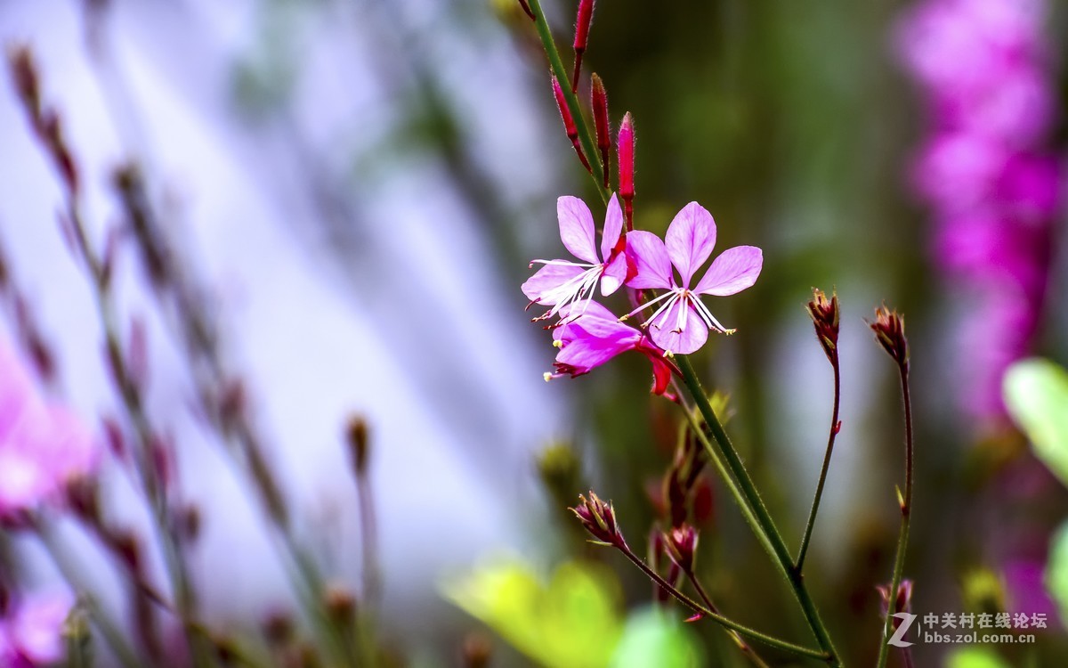 春天的小花