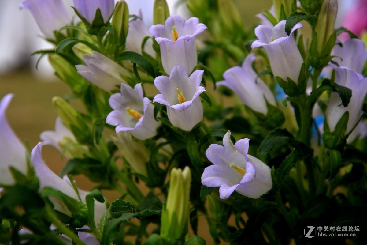 风铃花