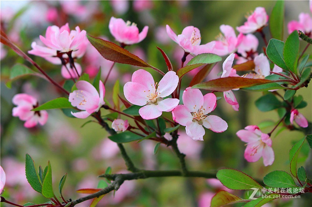 小海棠花5