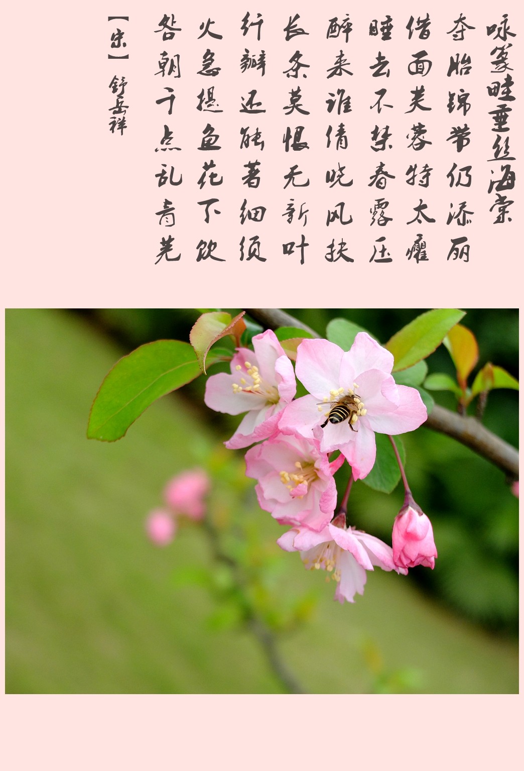 诗与海棠花