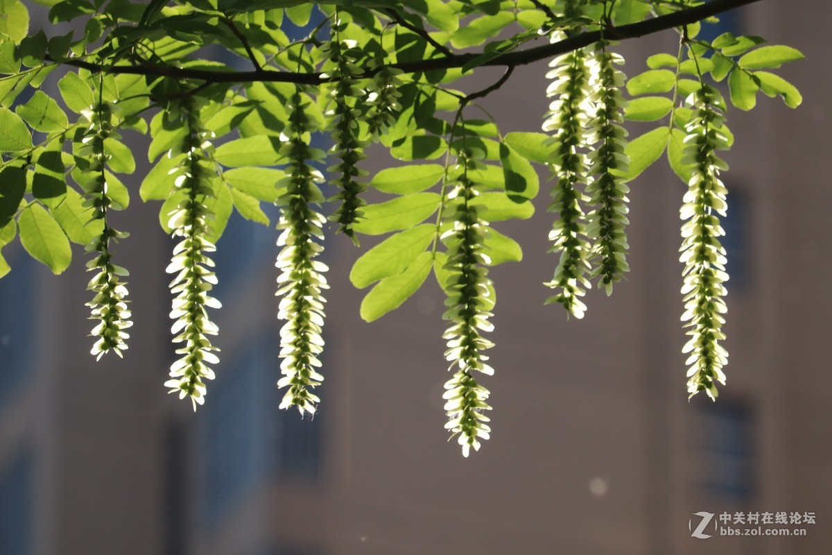 光影下的枫杨花