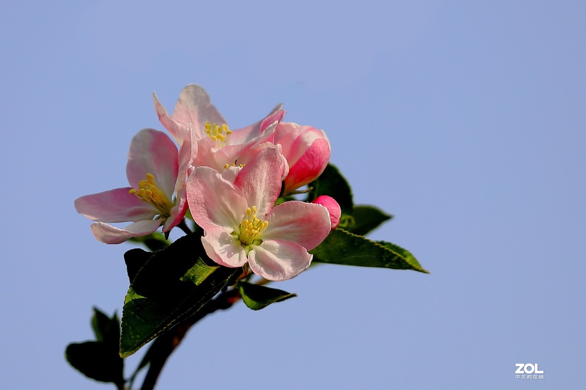 2019年花卉海棠花