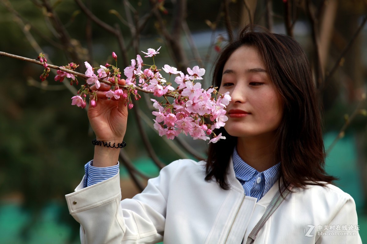 玉渊潭的早樱