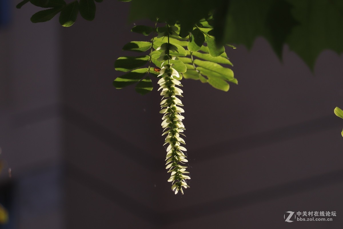 光影下的枫杨花