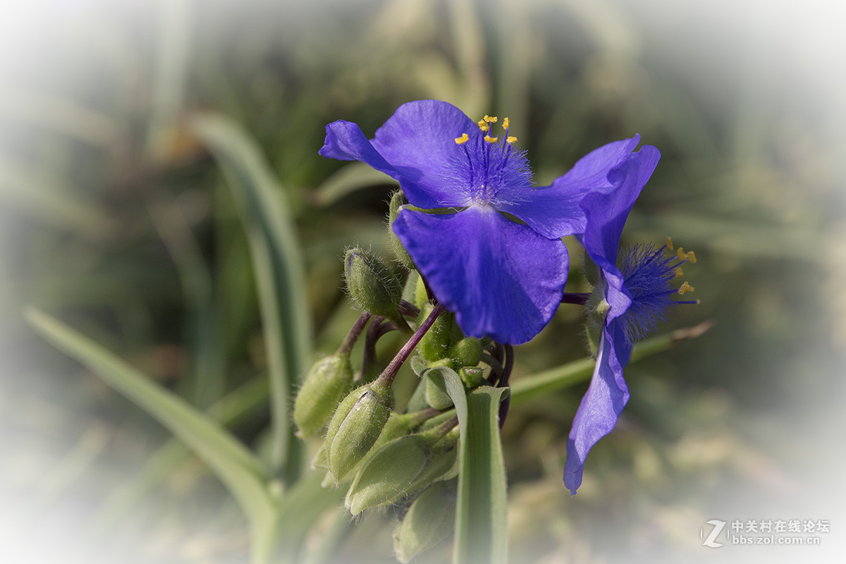 小花紫露