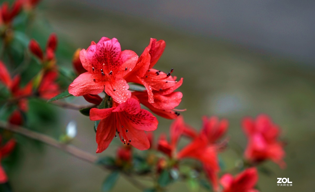 杜鹃花