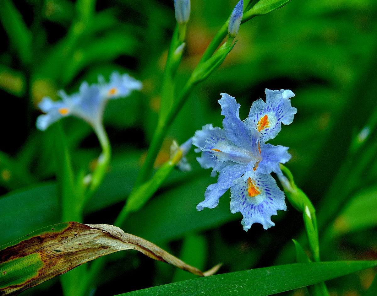 马兰开花