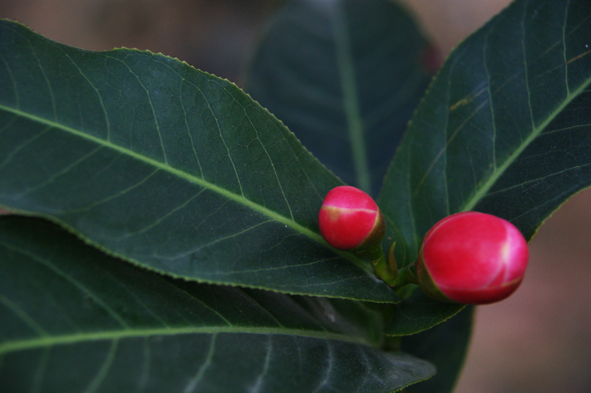 越南抱茎茶