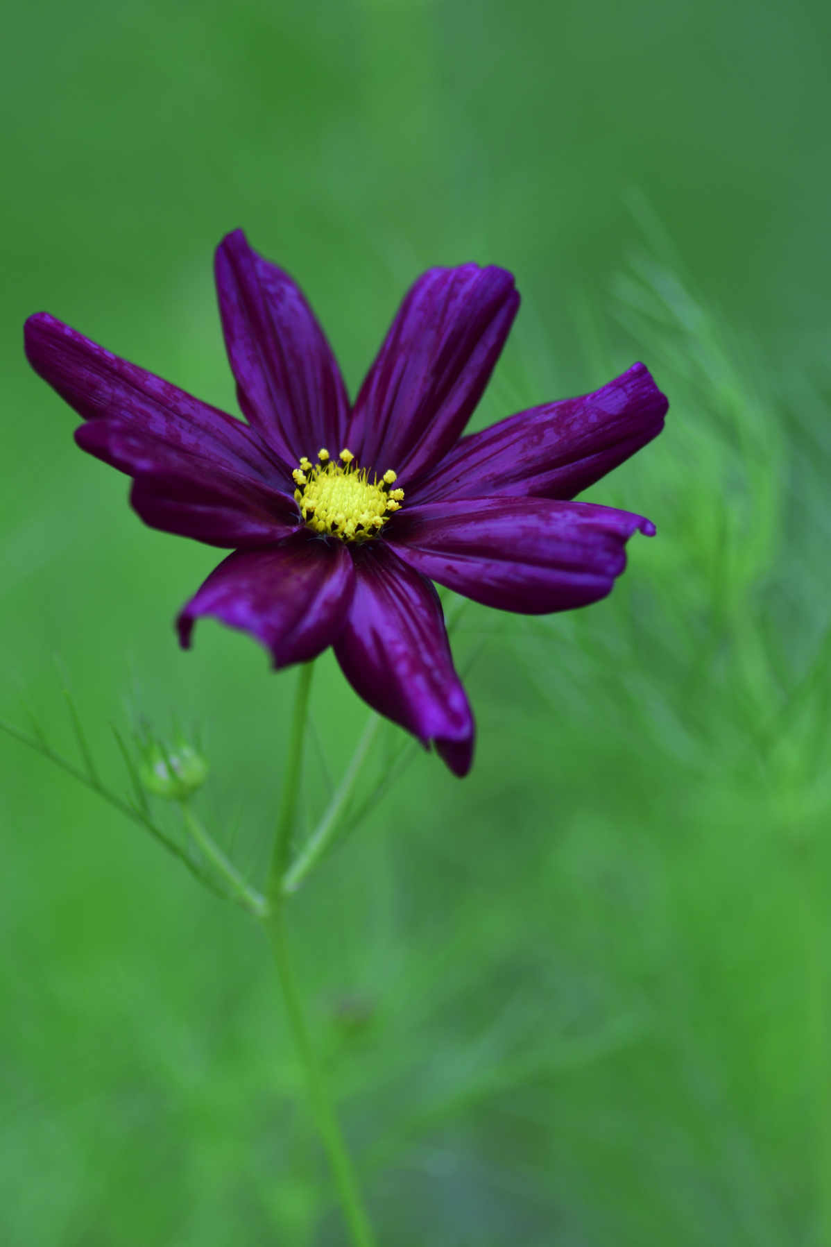 紫色浪漫波斯菊
