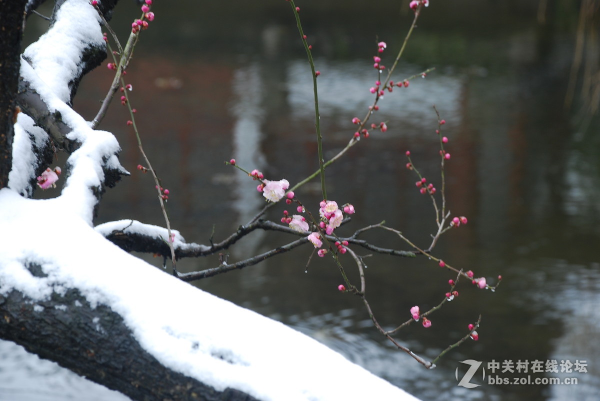 梅花山梅花雪中盛开