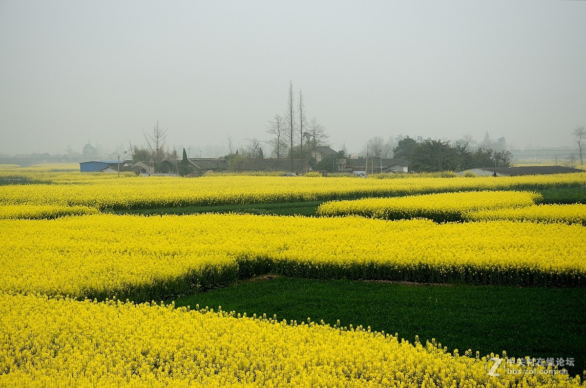 四川广汉西高镇油菜花节掠影