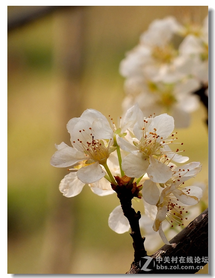 桃花李花迎春花