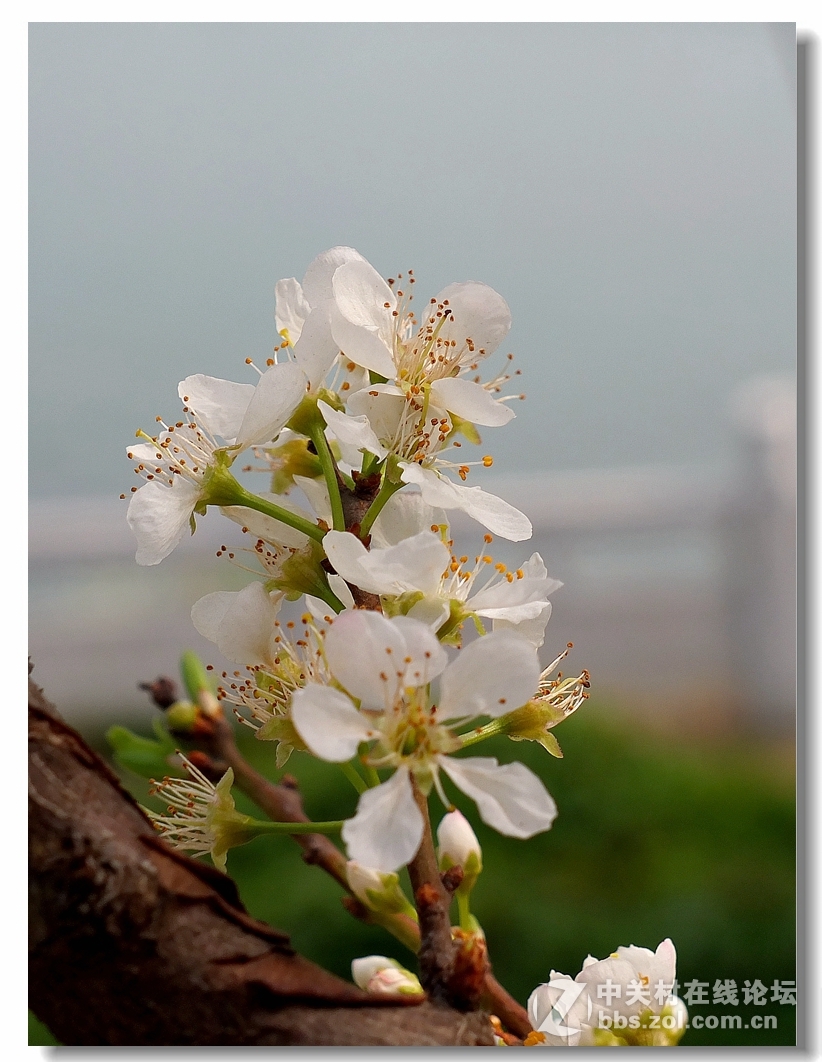 桃花李花迎春花