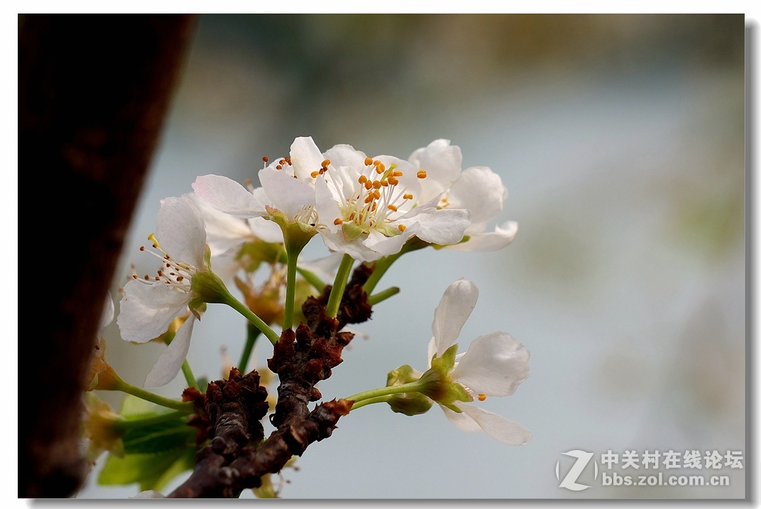 桃花李花迎春花