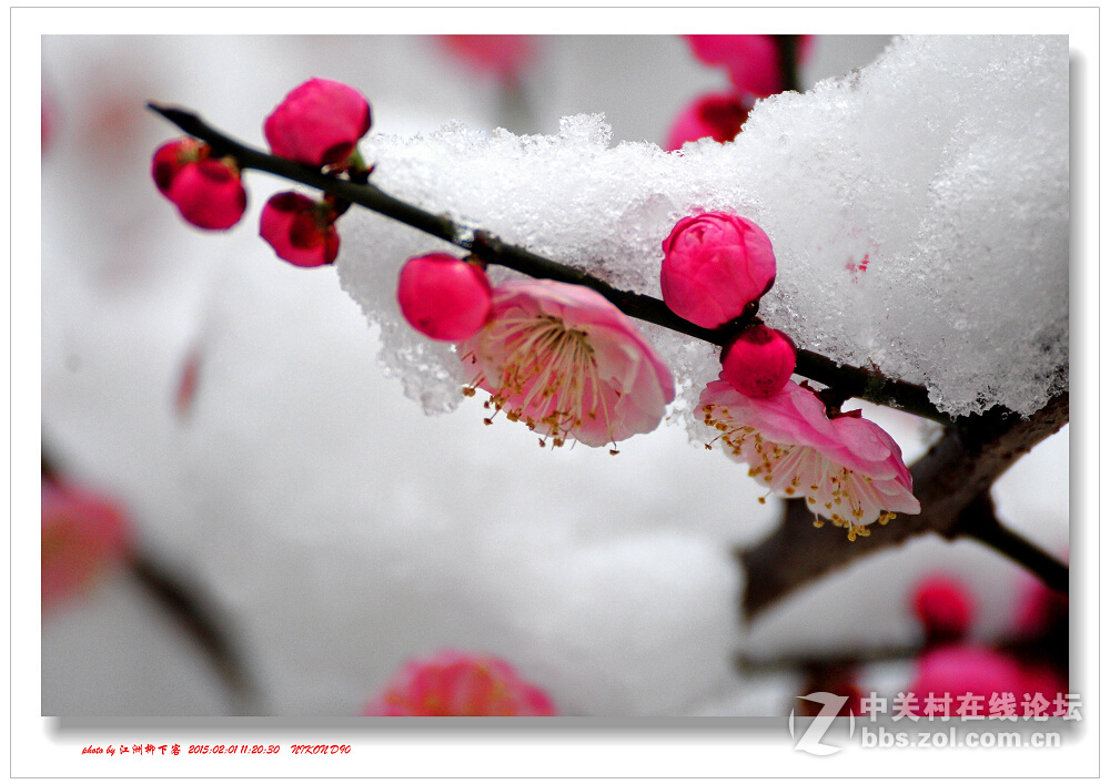 武汉红梅傲雪开