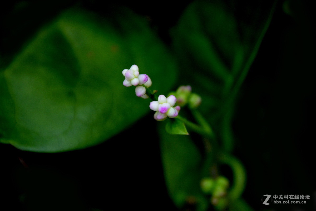 木耳菜