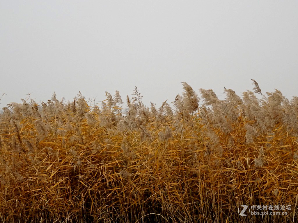 满眼秋草黄凄凄芦苇丛