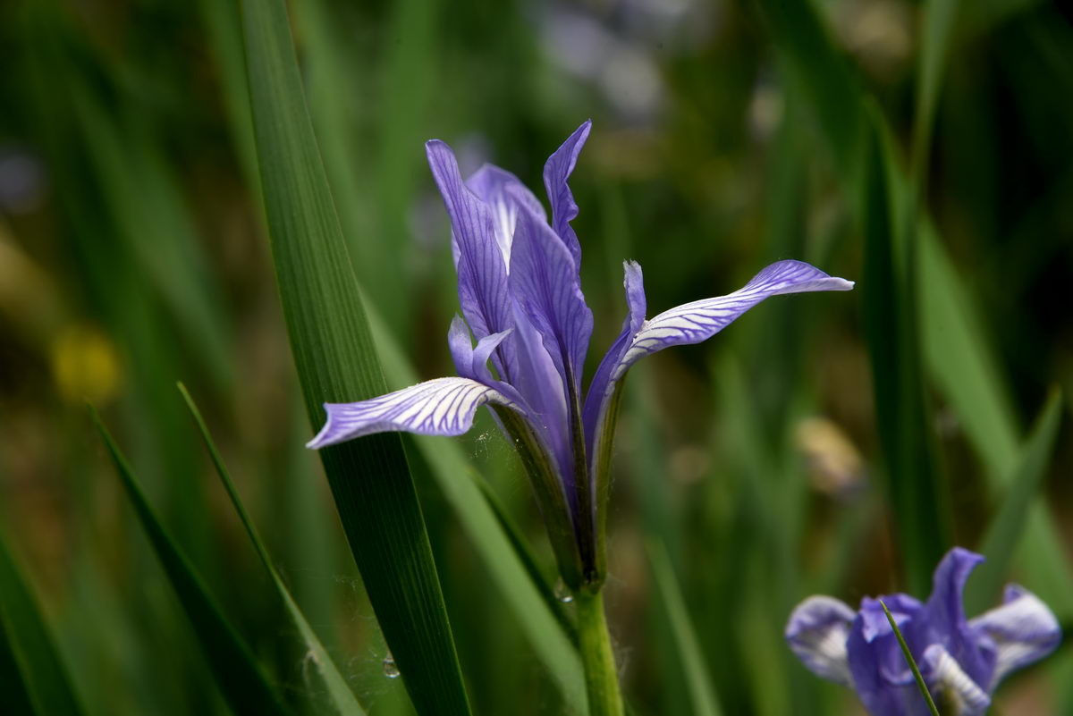 马兰花