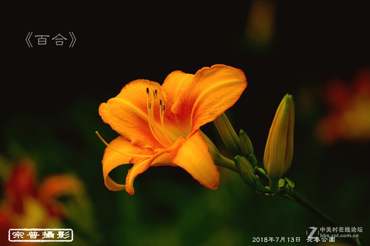 百合百合百年好合