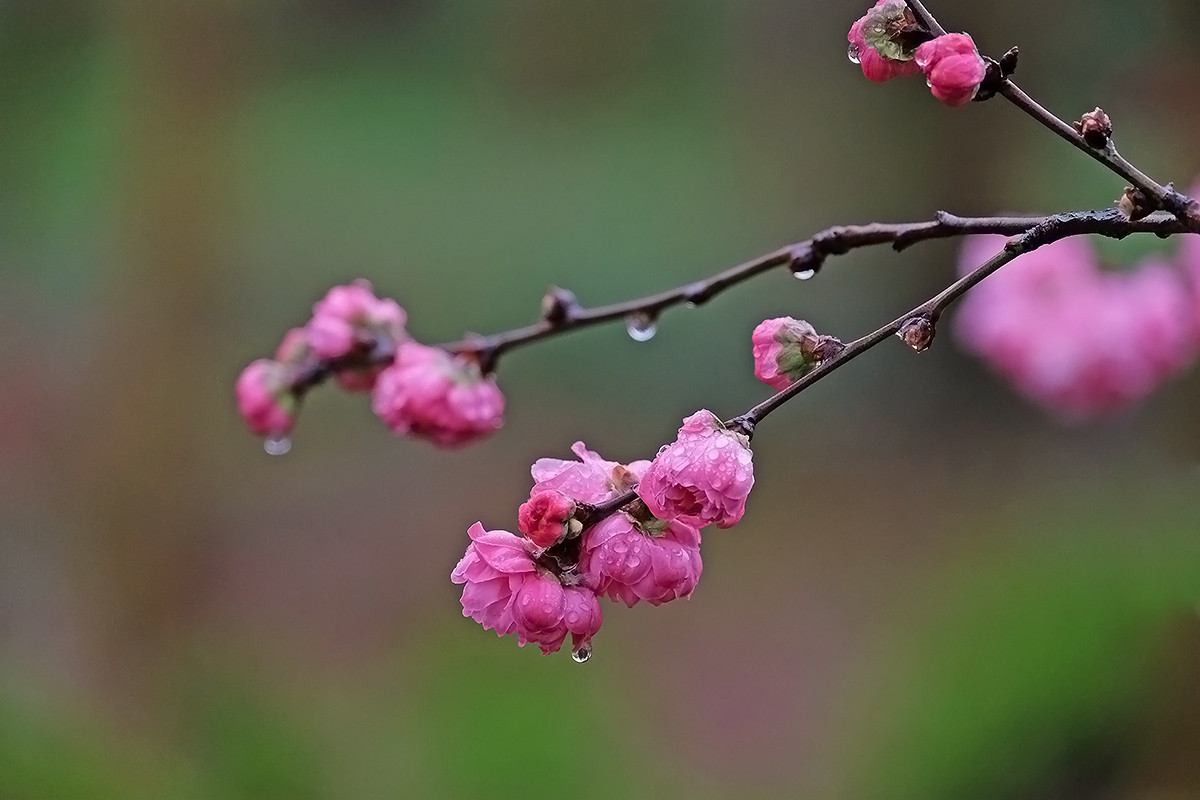 雨中花